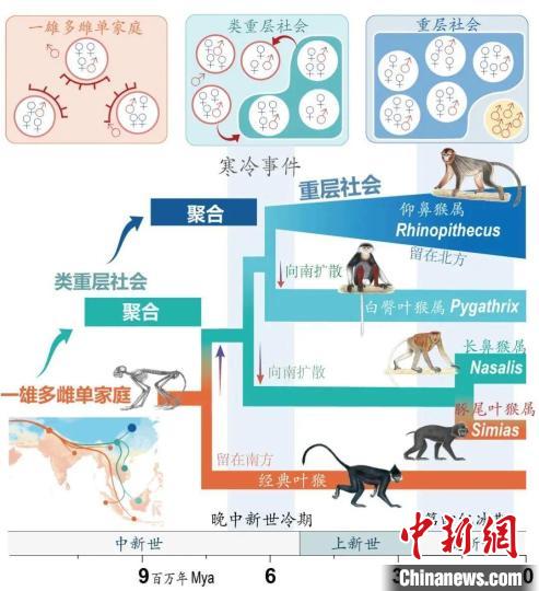 寒冷事件促进亚洲叶猴社会聚合。　九游会在线登录官网供图