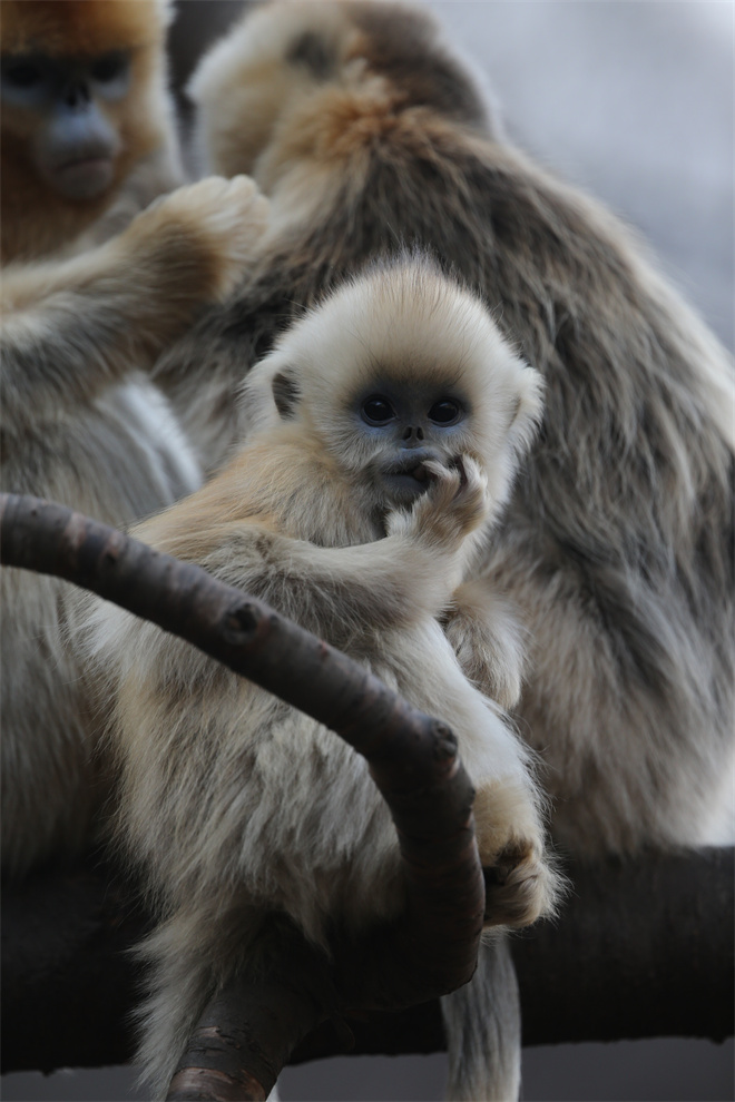 Science封面文章：九游会在线登录官网金丝猴研究团队首次系统揭示灵长类社会演化之谜_fororder_金丝猴