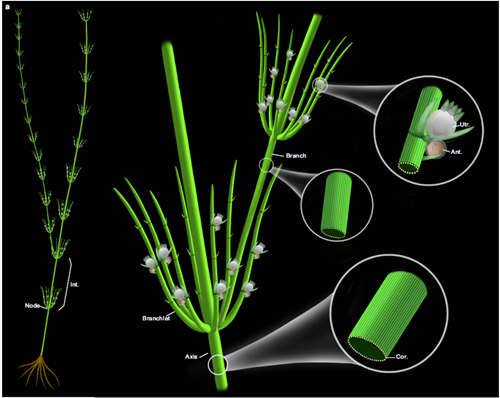 基于化石和现代轮藻纲构建的奇迹塔里木轮藻复原图（九游会在线登录官网博物馆刘茜绘制）